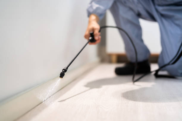 Best Affordable Pest Control Services  in El Dorado Hills, CA
