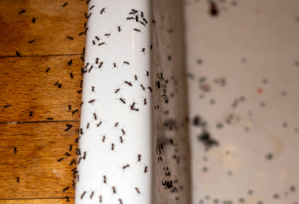 Best Pest Inspection Near Me  in El Dorado Hills, CA