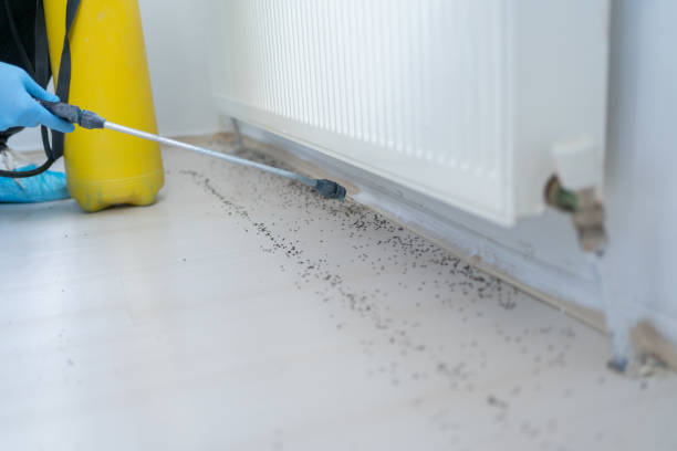 Best Mosquito Control Services  in El Dorado Hills, CA